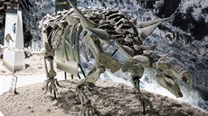 Animantarx ramaljonesi byl jedním ze severoamerických nodosauridů, „obrněných“... Animantarx ramaljonesi byl jedním ze severoamerických nodosauridů, „obrněných“...