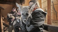 Isabella, Iggy, Ike a Idris. Tak se jmenuje čtveřice mláďat vlka hřivnatého,... Isabella, Iggy, Ike a Idris. Tak se jmenuje čtveřice mláďat vlka hřivnatého,...