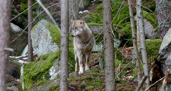 Lid mohou v nvtvnickm centru v Srn na umav pozorovat ve vbhu vlky.
