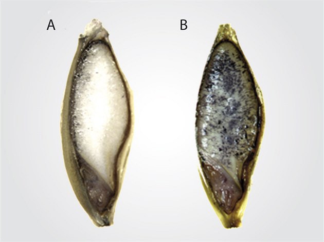 Pohled na zrna jemene pi detekci katelicidinu v obilce pomocí specifické...