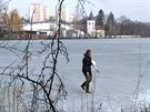 Záchrana labut na Hamerském rybníku v Zábhlicích.