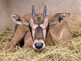 PÍMOROEC BEISA - mlád (Oryx beisa) Statná africká antilopa s dlouhými...