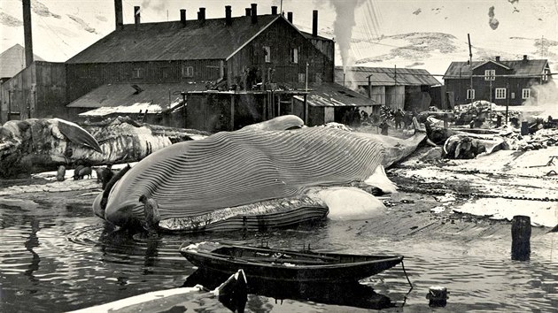 Velrybáský pístav Grytviken na severovýchodním pobeí ostrova Jiní Georgia...