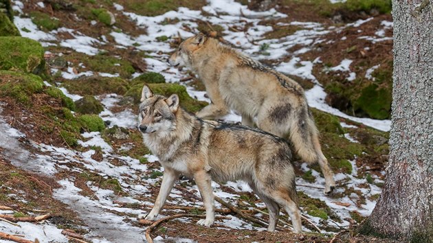 Lid mohou v nvtvnickm centru v Srn na umav pozorovat ve vbhu vlky.
