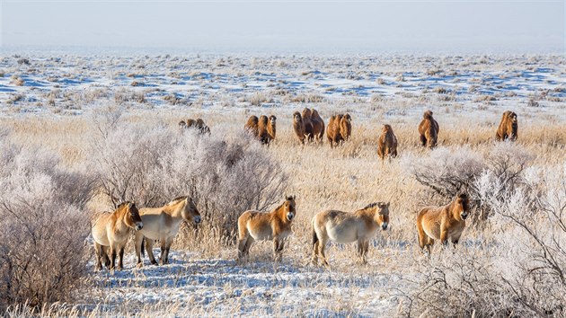 Stda divokch kon se jen dky zchovnmu programu v zoologickch zahradch do mongolsk stepi opt vracej. 