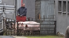 Firma Agpi odvezla z vepřína v Letech na Písecku posledních 330 prasat (14.... Firma Agpi odvezla z vepřína v Letech na Písecku posledních 330 prasat (14....