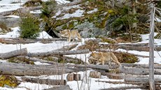 Lidé mohou v návštěvnickém centru v Srní na Šumavě pozorovat ve výběhu vlky. Lidé mohou v návštěvnickém centru v Srní na Šumavě pozorovat ve výběhu vlky.