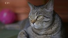 Ferda je krásný, zdravý, jenom trochu víc tlustý kocour. Potřebuje pohyb. Ferda je krásný, zdravý, jenom trochu víc tlustý kocour. Potřebuje pohyb.