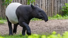V Zoo Praha chovají řadu výjimečných druhů, kterým v jejich domovině hrozí... V Zoo Praha chovají řadu výjimečných druhů, kterým v jejich domovině hrozí...