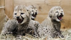 V březnu 2018 se ve dvorské zoo narodila čtyři mláďata gepardů – tři samičky a... V březnu 2018 se ve dvorské zoo narodila čtyři mláďata gepardů – tři samičky a...