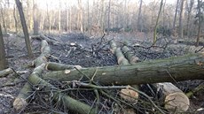 Pokácené stromy v oboře Hvězda. (1.3.2018) Pokácené stromy v oboře Hvězda. (1.3.2018)