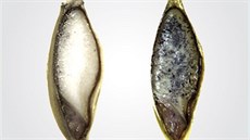 Pohled na zrna ječmene při detekci katelicidinu v obilce pomocí specifické... Pohled na zrna ječmene při detekci katelicidinu v obilce pomocí specifické...