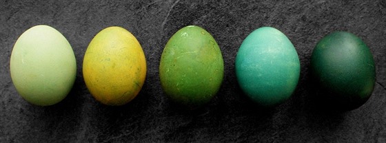 Prvn ti vejce zleva jsou nejprve nabarven kurkumou. Pot jdou k nabarven do...