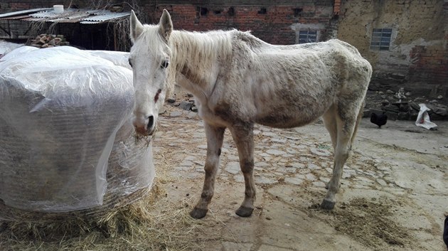 Snímek týraného vyhladovlého lipického kon, kterého veterinái objevili pi...