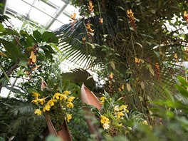 Prostor skleníku orchideje po as výstavy úpln ovládly. 
