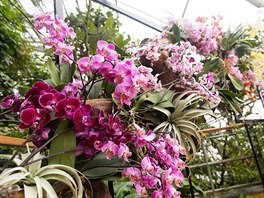 Tématem dvanáctého roníku výstavy orchidejí je Asie, proto výstava pedstavuje...