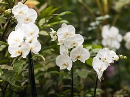 Oblíbené orchideje rodu Phalaenopsis, které lze úspn pstovat i v paneláku...