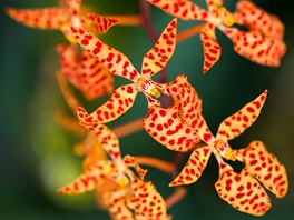 Patronkami výstavy orchidejí ve skleníku Fata Morgana se letos staly zpvaka...