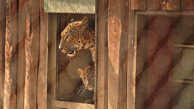 V brnnsk zoo pojmenovali mal levharty. Holka dostala jmno Aruni a kluk Ashanga (24. bezna 2018).