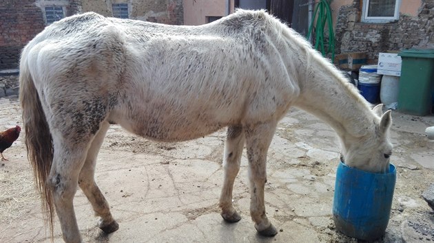 Snmek tranho vyhladovlho lipickho kon, kterho veterini objevili pi kontrole u eny v obci Hruka na Prostjovsku. (23. bezna 2018)