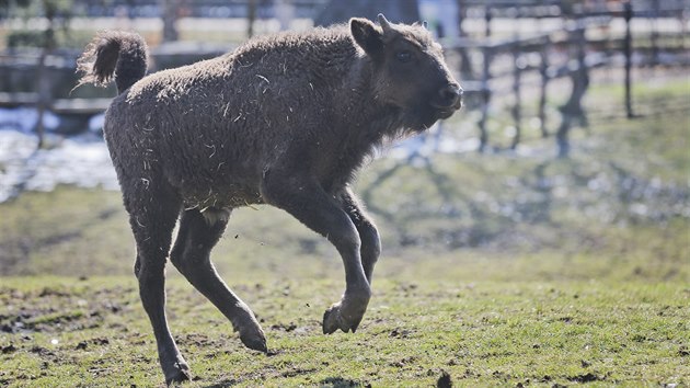 Novm prstkem plzesk zoo je mld zubra evropskho. Dostal jmno Ony. (21. 3. 2018)