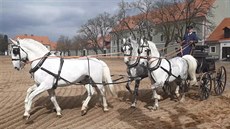 Čtyřspřeží starokladrubských běloušů pod vedením nejlepšího českého vozataje... Čtyřspřeží starokladrubských běloušů pod vedením nejlepšího českého vozataje...