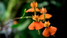 Poslední víkend mají návštěvníci Botanické zahrady hl. m. Prahy na návštěvu... Poslední víkend mají návštěvníci Botanické zahrady hl. m. Prahy na návštěvu...