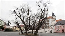 Šestice lip roste uprostřed Horního náměstí v Přerově už více než sto let,... Šestice lip roste uprostřed Horního náměstí v Přerově už více než sto let,...