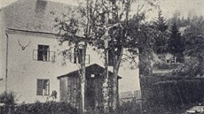 Historický snímek jednoho z nejstarších stromů moravského sladkoplodého jeřábu,... Historický snímek jednoho z nejstarších stromů moravského sladkoplodého jeřábu,...