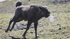 Novým přírůstkem plzeňské zoo je mládě zubra evropského. Dostal jméno Ony. (21.... Novým přírůstkem plzeňské zoo je mládě zubra evropského. Dostal jméno Ony. (21....