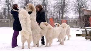 Pyrenejský horský pes ochrání vá majetek i rodinu