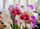 A do 15. dubna je v DK Metropol prodejn vstava orchidej.