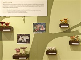 I houbai nedokavci si mohou na výstav osvit podobu jarních druh hub, aby...
