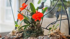 Až do 15. dubna je v DK Metropol prodejní výstava orchidejí. Na snímku je... Až do 15. dubna je v DK Metropol prodejní výstava orchidejí. Na snímku je...