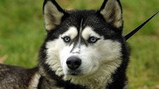 Sibiřský husky Sibiřský husky