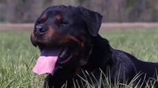Bez cílevědomého výcviku od útlého věku se výchova rotvajlera neobejde.... Bez cílevědomého výcviku od útlého věku se výchova rotvajlera neobejde....