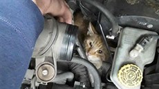 Muži zalezla v Přerově kočka do auta a u motoru uvázla takovým způsobem, že ji... Muži zalezla v Přerově kočka do auta a u motoru uvázla takovým způsobem, že ji...