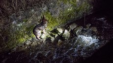 Ze záchrany psa uvězněného v korytě ledové řeky. Ze záchrany psa uvězněného v korytě ledové řeky.