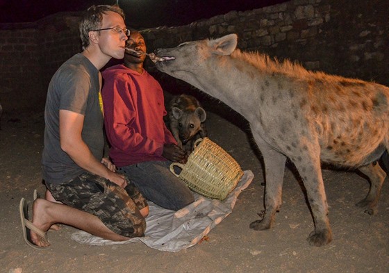 Turista si uívá krmení voln ijících hyen v Hararu v Etiopii.