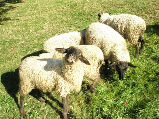 Ovce nepatí mezi tradiní domácí krkonoská zvíata, ale v posledních letech...