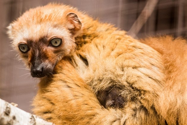 Samice vzácného lemura Sclaterova s mládtem.