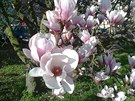 V Tyršových sadech vykvetly magnolie V Tyršových sadech vykvetly magnolie