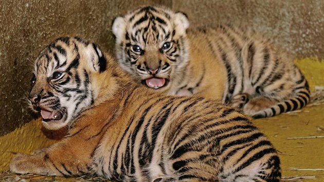 Brzy se z těchto dvou tygříků mohou stát největší hvězdy v jihlavské zoo.... Brzy se z těchto dvou tygříků mohou stát největší hvězdy v jihlavské zoo....