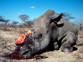 V roce 2017 zabili pytlci v Jin Africe 1 028 nosoroc. Vyfoceno v rezervaci...