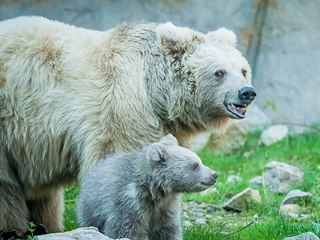 Medvědici s medvídětem mohou návštěvníci hlubocké zoo vidět ve výběhu každý den...