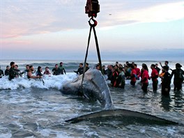 ZÁCHRANA KYTOVCE. Obyvatelé msta Mar del Plata v Argentin se snaí pomocí...