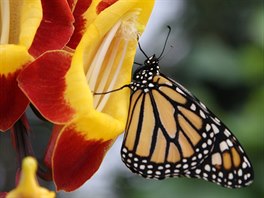 Monarcha sthovavý (Danaus plexippus)