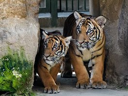 Mláata tygr malajských narozená loni v íjnu, Bulan a Wanita, se do...
