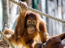 Od minulého víkendu si venkovní výbh uívají i orangutani sumatertí. První...