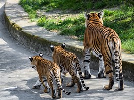 Ve venkovním výbhu te budou odrstající koata tygr malajských trávit se...